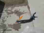 2021 Toyota Camry LE with VIN 4T1C11BK0MU023660, listed as a Copart auction lot 70505895 with 54,746 mi miles and Salvage title. Bid and sale history available at DreamBid. Image 12.