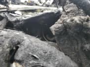 ✅ 2016 Hyundai Santa Fe • VIN: 5XYZW4LA0GG312843 • Лот: 70646325. Опубликован ранее на Copart с пробегом Не указан. Бесплатный доступ к архиву аукционных продаж из США и подробный отчёт об истории автомобиля на DreamBid. Изображение 9.