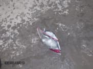 ✅ 2017 Ford Fiesta Titanium • VIN: 3FADP4CJ2HM123869 • Lot: 41571724. Wystawiony na IAAI z przebiegiem 103 452 mil. Bezpłatny archiwum sprzedaży aukcyjnych z USA i szczegółowy raport historii pojazdu na DreamBid. Zdjęcie 12.