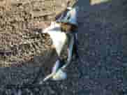 2009 Dodge 3500 SLT z VIN 3D7MX48LX9G526038, wystawiony jako Copart lot #43262265 z przebiegiem Nie podano mil oraz Szkoda całkowita • Salvage title. Historia ofert i sprzedaży dostępna na DreamBid. Obrazek 13.