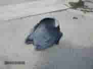 2021 Hyundai Sonata SE с VIN 5NPEG4JA2MH129172, выставлен на аукционе Copart как лот 80926935 с пробегом 55 829 миль миль и Списание • Salvage title. История ставок и продаж доступна на DreamBid. Изображение 12.