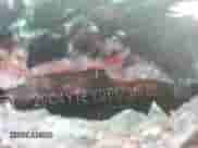 2023 Chevrolet Silverado 3500HD LT z VIN 2GC4YTEY0P1731570, wystawiony jako Copart lot #81648345 z przebiegiem 17 340 mil mil oraz Szkoda całkowita • Salvage title. Historia ofert i sprzedaży dostępna na DreamBid. Obrazek 12.