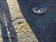 2021 Chevrolet Bolt EV 1LT z VIN 1G1FW6S06M4112172, wystawiony jako IAAI lot #41422632 z przebiegiem 21 413 mil mil oraz . Historia ofert i sprzedaży dostępna na DreamBid. Obrazek 12.