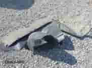 2008 Chevrolet Silverado 1500 Work Truck z VIN 1GCEC14XX8Z137559, wystawiony jako IAAI lot #41908762 z przebiegiem 114 357 mil mil oraz . Historia ofert i sprzedaży dostępna na DreamBid. Obrazek 12.