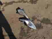 2015 Hyundai Sonata Limited с VIN KMHEC4A44FA136510, выставлен на аукционе IAAI как лот 43343626 с пробегом 157 542 миль миль и . История ставок и продаж доступна на DreamBid. Изображение 12.