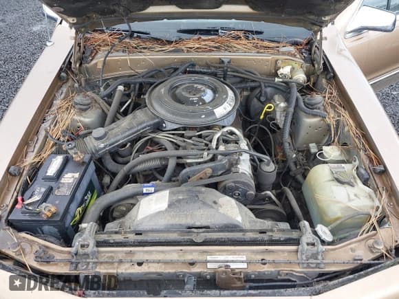 ✅ 1985 Ford Thunderbird Fila • VIN: 1FABP46F2FH175017 • Lot: 42222867. Wystawiony na IAAI z przebiegiem 77 911 mil. Bezpłatny archiwum sprzedaży aukcyjnych z USA i szczegółowy raport historii pojazdu na DreamBid. Zdjęcie 10.