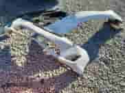 2012 Toyota Camry SE с VIN 4T1BF1FK7CU508819, выставлен на аукционе Copart как лот 85182255 с пробегом 179 167 миль миль и Списание • Salvage title. История ставок и продаж доступна на DreamBid. Изображение 12.