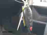 2014 Ram 1500 Big Horn with VIN 1C6RR7LT3ES473437, listed as a IAAI auction lot 42271994 with 194,369 mi miles and . Bid and sale history available at DreamBid. Image 11.