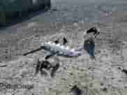 2001 Toyota Highlander с VIN JTEGF21A010007754, выставлен на аукционе Copart как лот 80816755 с пробегом 133 592 миль миль и Чистый • Clean title. История ставок и продаж доступна на DreamBid. Изображение 13.