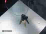 1994 Dodge Dakota with VIN 1B7GG23Y5RS528822, listed as a IAAI auction lot 42743000 with 27,483 mi miles and . Bid and sale history available at DreamBid. Image 11.