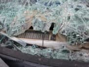 ✅ 2008 Chevrolet Silverado 2500HD Work Truck • VIN: 1GCHK23K88F210702 • Lot: 71915414. Wystawiony na Copart z przebiegiem Nie podano. Bezpłatny archiwum sprzedaży aukcyjnych z USA i szczegółowy raport historii pojazdu na DreamBid. Zdjęcie 12.