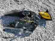 2010 Hyundai Genesis Coupe Grand Touring с VIN KMHHU6KH4AU011313, выставлен на аукционе Copart как лот 81179054 с пробегом 81 085 миль миль и Списание • Salvage title. История ставок и продаж доступна на DreamBid. Изображение 14.