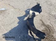 ✅ 2009 Mercury Milan Premier • VIN: 3MEHM08Z09R630431 • Лот: 68511275. Опубликован ранее на Copart с пробегом 156 800 миль. Бесплатный доступ к архиву аукционных продаж из США и подробный отчёт об истории автомобиля на DreamBid. Изображение 12.