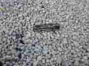 2004 Dodge Dakota с VIN 1D7GL12K24S653634, выставлен на аукционе Copart как лот 74799854 с пробегом 183 971 миль миль и Списание • Salvage title. История ставок и продаж доступна на DreamBid. Изображение 14.