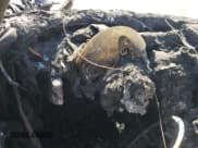 ✅ 2007 Porsche 718 Cayman • VIN: WP0AA29807U761636 • Lot: 64079945. Listed on Copart with Not provided. Free auction sales archive from the USA and detailed vehicle history report at DreamBid. Image 9.