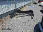 2020 Toyota Camry SE with VIN 4T1G11BKXLU009734, listed as a Copart auction lot 63015835 with 80,593 mi miles and Salvage title. Bid and sale history available at DreamBid. Image 12.