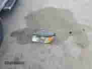 2015 Ram 1500 SLT with VIN 1C6RR6GG1FS569608, listed as a Copart auction lot 84817215 with 279,343 mi miles and Salvage title. Bid and sale history available at DreamBid. Image 12.