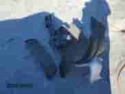 2010 Chevrolet Impala LS with VIN 2G1WA5EK1A1124792, listed as a Copart auction lot 87009105 with 71,419 mi miles and Salvage title. Bid and sale history available at DreamBid. Image 12.