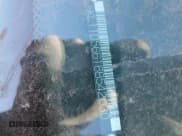 ✅ 2006 Chevrolet Aveo LS • VIN: KL1TD56616B542030 • Лот: 82115273. Опубликован ранее на Copart с пробегом 156 396 миль. Бесплатный доступ к архиву аукционных продаж из США и подробный отчёт об истории автомобиля на DreamBid. Изображение 12.