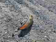 2007 Hyundai Santa Fe SE with VIN 5NMSH13E17H079817, listed as a Copart auction lot 85709465 with 281,245 mi miles and Salvage title. Bid and sale history available at DreamBid. Image 13.