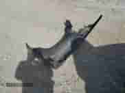 ✅ 2020 Hyundai Accent SE • VIN: 3KPC24A68LE121288 • Лот: 82004755. Размещён на Copart с пробегом 62 674 миль миль. Получите бесплатный доступ к архиву аукционных продаж из США и посмотрите подробный отчёт об истории автомобиля на DreamBid. Изображение 12.