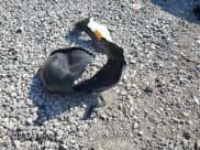 ✅ 2025 Kia Seltos S • VIN: KNDEUCAA6S7687224 • Lot: 58804735. Listed on Copart with 4,296 mi. Free auction sales archive from the USA and detailed vehicle history report at DreamBid. Image 13.