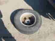 2016 Chevrolet Colorado 4WD WT z VIN 1GCGTBE37G1382312, wystawiony jako IAAI lot #41510701 z przebiegiem 125 916 mil mil oraz . Historia ofert i sprzedaży dostępna na DreamBid. Obrazek 12.