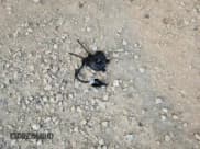 ✅ 2022 Kia Forte LXS • VIN: 3KPF24ADXNE448208 • Лот: 81507105. Опубликован ранее на Copart с пробегом 80 200 миль. Бесплатный доступ к архиву аукционных продаж из США и подробный отчёт об истории автомобиля на DreamBid. Изображение 12.