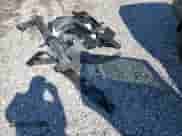 2024 Chevrolet Traverse FWD LS with VIN 1GNEREKS3RJ246207, listed as a Copart auction lot 67895345 with 6,079 mi miles and Salvage title. Bid and sale history available at DreamBid. Image 13.