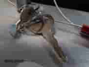 2004 Chevrolet Silverado 1500 Work Truck z VIN 1GCEC14X24Z263232, wystawiony jako IAAI lot #41720611 z przebiegiem 272 921 mil mil oraz . Historia ofert i sprzedaży dostępna na DreamBid. Obrazek 11.