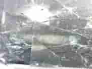 2013 Honda Pilot LX z VIN 5FNYF3H2XDB036620, wystawiony jako Copart lot #90060425 z przebiegiem 278 262 mil mil oraz Szkoda całkowita • Salvage title. Historia ofert i sprzedaży dostępna na DreamBid. Obrazek 12.