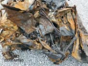 ✅ 1997 Honda Civic DX • VIN: 1HGEJ6227VL080182 • Лот: 71067485. Опубликован ранее на Copart с пробегом Не указан. Бесплатный доступ к архиву аукционных продаж из США и подробный отчёт об истории автомобиля на DreamBid. Изображение 11.