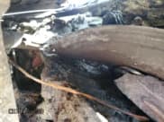 ✅ 2015 Mazda CX-9 Sport • VIN: JM3TB2BA6F0465181 • Lot: 83802825. Listed on Copart with Not provided. Free auction sales archive from the USA and detailed vehicle history report at DreamBid. Image 12.