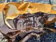 2014 Subaru Impreza Special Sports Premium с VIN JF1GPAL62EH210209, выставлен на аукционе Copart как лот 70757545 с пробегом Не указан миль и Списание • Salvage title. История ставок и продаж доступна на DreamBid. Изображение 11.