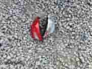 2018 Honda Accord EX-L с VIN 1HGCV2F51JA007923, выставлен на аукционе Copart как лот 86825085 с пробегом 110 588 миль миль и Чистый • Clean title. История ставок и продаж доступна на DreamBid. Изображение 12.