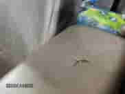 2016 Chevrolet Colorado 4WD WT с VIN 1GCHTBEA5G1129203, выставлен на аукционе IAAI как лот 43369864 с пробегом 118 162 миль миль и . История ставок и продаж доступна на DreamBid. Изображение 1.