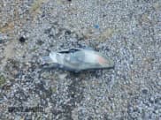 ✅ 2010 Nissan Murano S • VIN: JN8AZ1MUXAW004959 • Лот: 84650315. Опубликован ранее на Copart с пробегом Не указан. Бесплатный доступ к архиву аукционных продаж из США и подробный отчёт об истории автомобиля на DreamBid. Изображение 12.