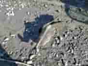 1999 BMW 3 Series 323i with VIN WBAAM3336XKC60188, listed as a Copart auction lot 42743845 with Not provided miles and Salvage title. Bid and sale history available at DreamBid. Image 12.