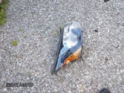 ✅ 2021 Ford Transit Cargo • VIN: 1FTBR3XG8MKA89703 • Lot: 42885214. Listed on IAAI with 79,907 mi. Free auction sales archive from the USA and detailed vehicle history report at DreamBid. Image 12.