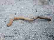 2007 Chevrolet Silverado 2500HD Work Truck с VIN 1GCHK29K67E574029, выставлен на аукционе Copart как лот 84999415 с пробегом 168 194 миль миль и Чистый • Clean title. История ставок и продаж доступна на DreamBid. Изображение 12.