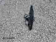 2017 Chevrolet Corvette 2LT с VIN 1G1YD3D7XH5110139, выставлен на аукционе Copart как лот 70475885 с пробегом 24 939 миль миль и Списание • Salvage title. История ставок и продаж доступна на DreamBid. Изображение 12.