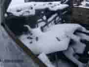 2004 Chevrolet Silverado 1500 с VIN 1GCEK19TX4Z350935, выставлен на аукционе Copart как лот 87701865 с пробегом Не указан миль и Чистый • Clean title. История ставок и продаж доступна на DreamBid. Изображение 8.