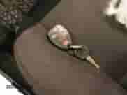 2010 Chevrolet Silverado 1500 LT with VIN 3GCRKSE32AG189991, listed as a IAAI auction lot 43281362 with 182,628 mi miles and . Bid and sale history available at DreamBid. Image 11.