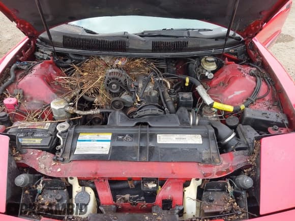 ✅ 1995 Pontiac Firebird Firebird • VIN: 2G2FS22K8S2253829 • Lot: 42471573. Listed on IAAI with 193,095 mi. Free auction sales archive from the USA and detailed vehicle history report at DreamBid. Image 10.