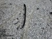 ✅ 1974 Porsche 911 • VIN: 9114310306 • Lot: 51785045. Listed on Copart with Not provided. Free auction sales archive from the USA and detailed vehicle history report at DreamBid. Image 12.