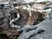 2022 Chevrolet Traverse LS with VIN 1GNERLKW8NJ107918, listed as a Copart auction lot 44746105 with Not provided miles and Non repairable. Bid and sale history available at DreamBid. Image 9.