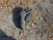 ✅ 2017 Honda Ridgeline RTL-T • VIN: 5FPYK2F61HB007659 • Lot: 43624511. Wystawiony na IAAI z przebiegiem 85 180 mil. Bezpłatny archiwum sprzedaży aukcyjnych z USA i szczegółowy raport historii pojazdu na DreamBid. Zdjęcie 12.