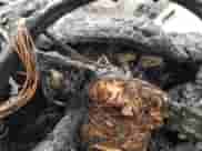 2007 Dodge Charger SRT-8 с VIN 2B3LA73W57H751427, выставлен на аукционе Copart как лот 81117954 с пробегом Не указан миль и На запчасти • Non repairable. История ставок и продаж доступна на DreamBid. Изображение 9.