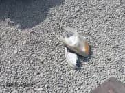 ✅ 2005 Toyota Corolla XRS • VIN: 2T1BY30E95C321031 • Lot: 42606603. Wystawiony na IAAI z przebiegiem Nie podano. Bezpłatny archiwum sprzedaży aukcyjnych z USA i szczegółowy raport historii pojazdu na DreamBid. Zdjęcie 11.