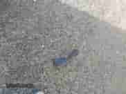 2021 Chevrolet Silverado 1500 Custom z VIN 1GCPYBEKXMZ151393, wystawiony jako IAAI lot #43363589 z przebiegiem 161 635 mil mil oraz . Historia ofert i sprzedaży dostępna na DreamBid. Obrazek 12.